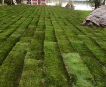 Läggning av gräsmatta